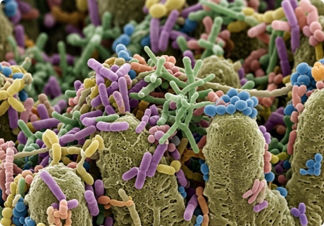 Microbiota intestinal: qué es, funciones y cómo influye en tu salud